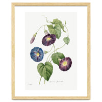 Pierre-Joseph Redouté & Henry Joseph Redouté – Star-Glory Morning-Glory (1827)