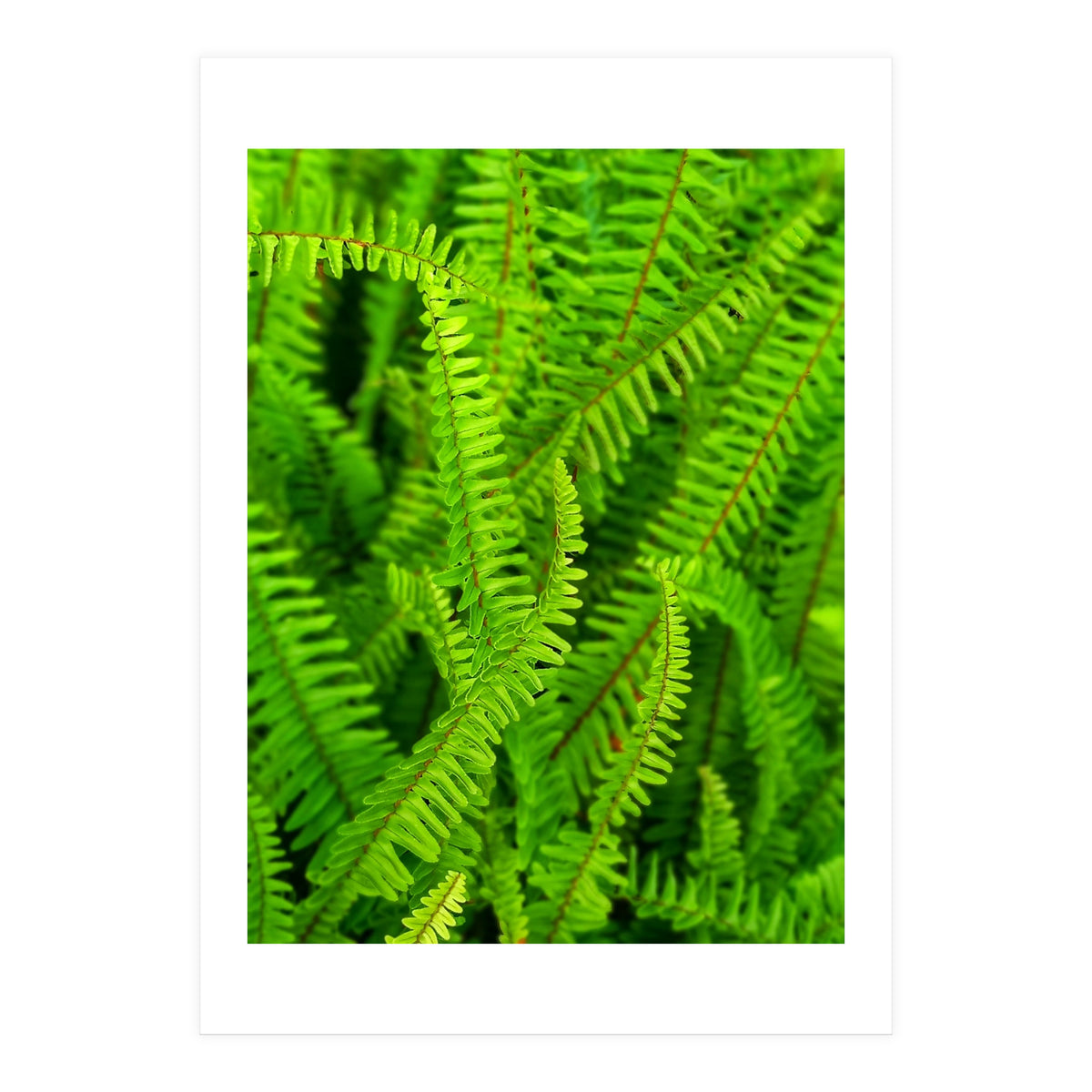 Green Ferns (Print Only)
