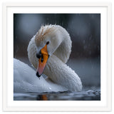 White Swan Bird With Water Droplets In Rain thumbnail