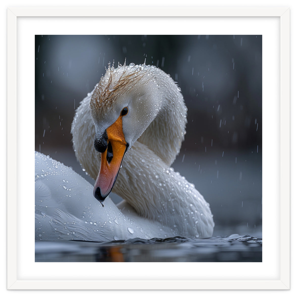 White Swan Bird With Water Droplets In Rain