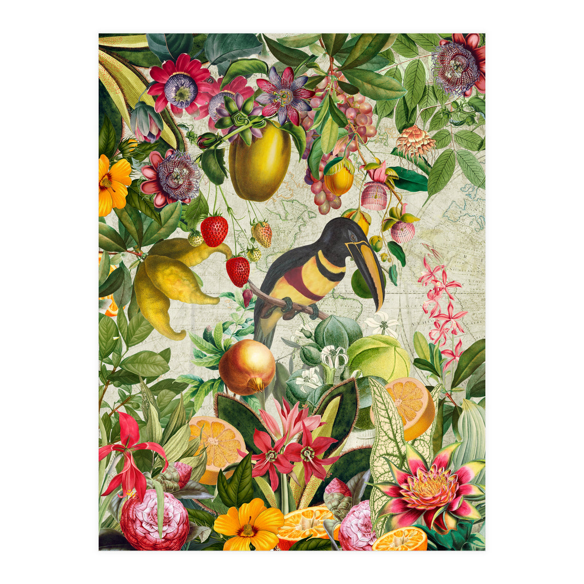 Toucan vintage jungle  (Print Only)