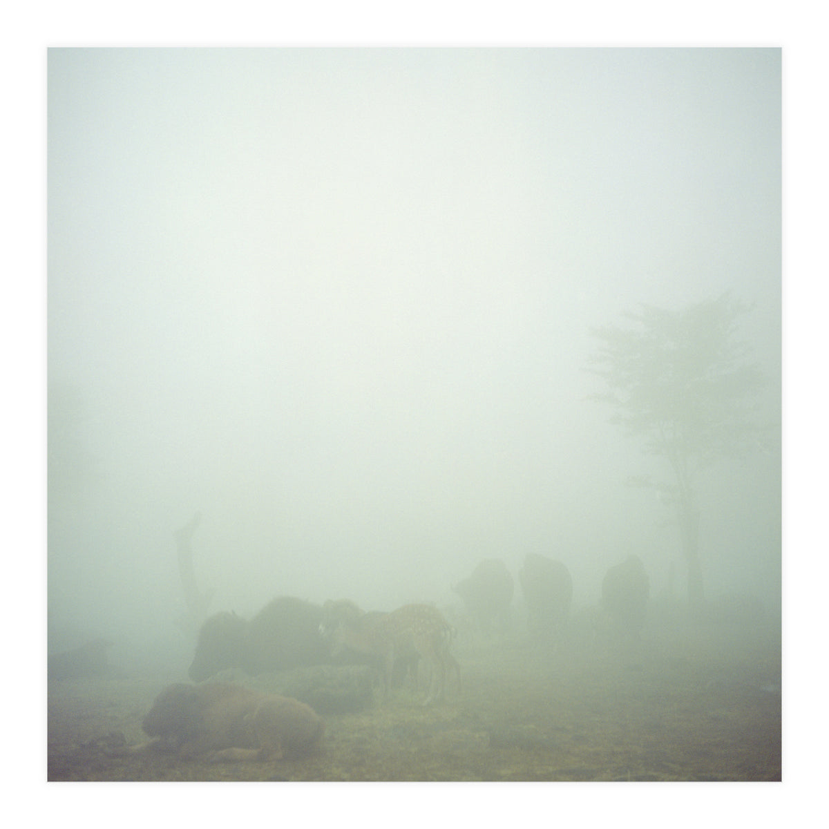 Silence of breath - 03 (Print Only)