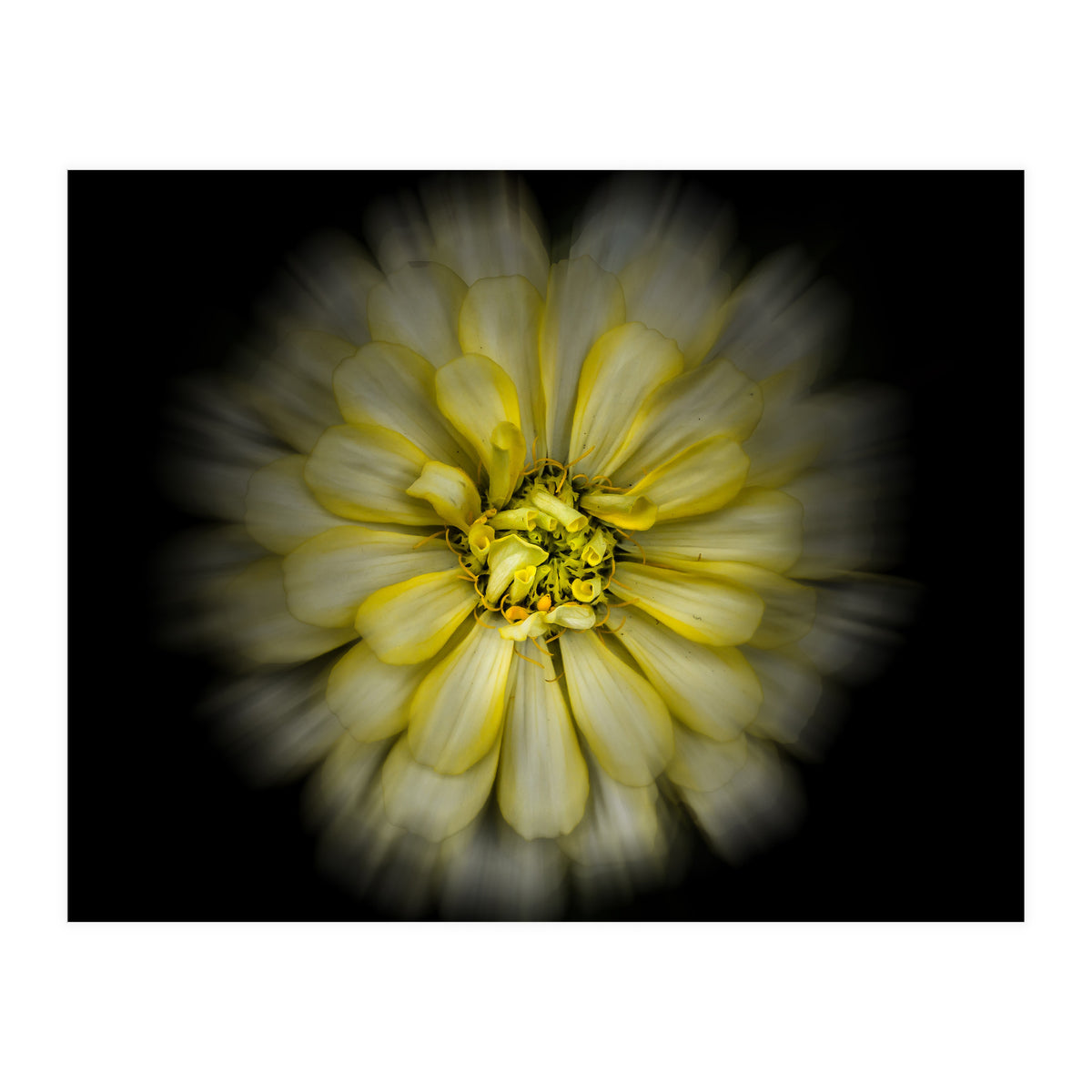 Backyard Flowers No 86 Color Flow Version (Print Only)