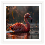 Pink Flamingo Swimming In Sunlight Water thumbnail