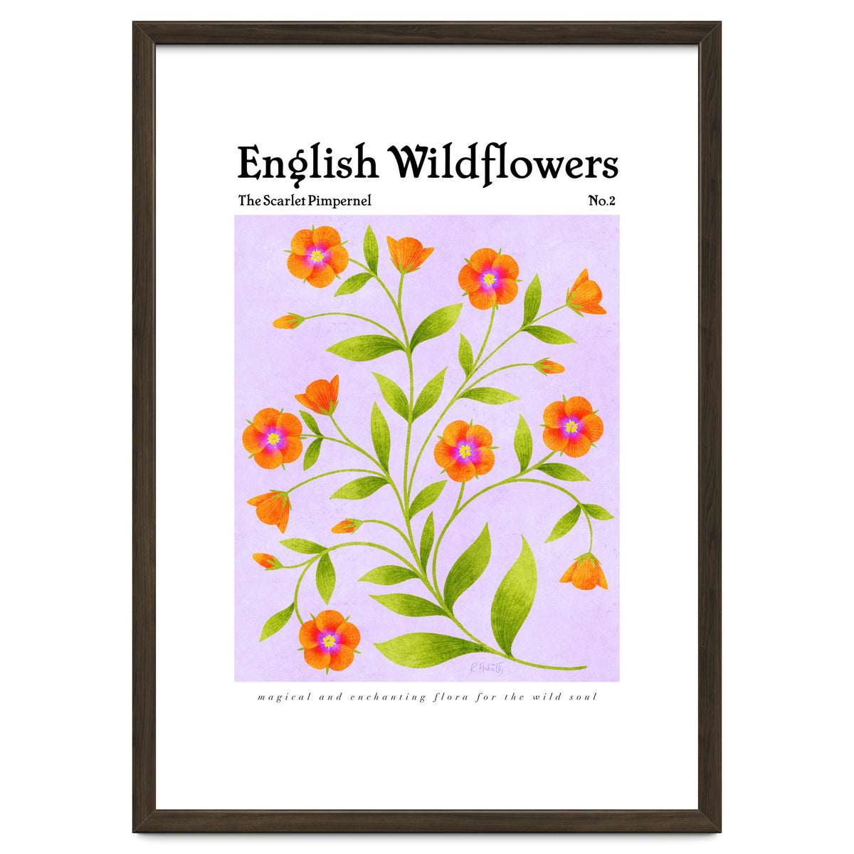 English Wildflowers | Scarlet Pimpernel