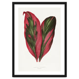Alexander Francis Lydon & Benjamin Fawsett – Pink Dracaena Terminalis Leaf (1865) thumbnail