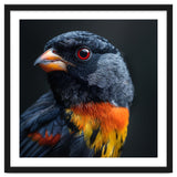 Black Bird With Red Eyes And Orange Chest Feathers thumbnail