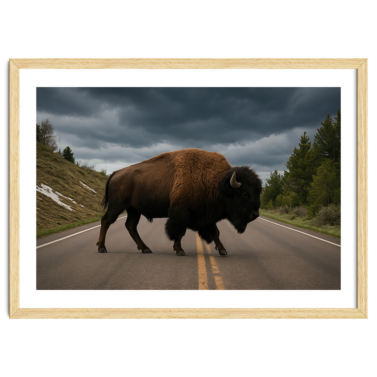 Bison on the Road , Yellowstone Wildlife Photography