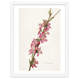 Royal Charles Steadman – Peach (Prunus persica) (1924) thumbnail
