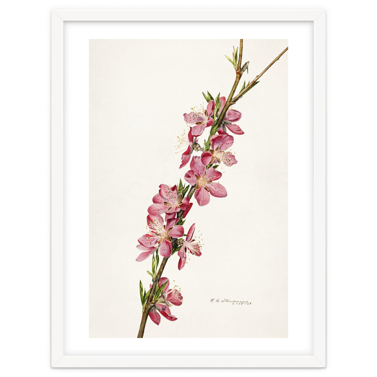 Royal Charles Steadman – Peach (Prunus persica) (1924)