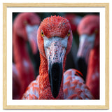 Close Up Of A Flamingo Bird Face, Pink Feathers thumbnail