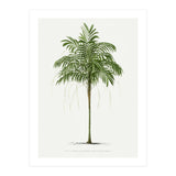 Oswald de Kerchove de Denterghem – Vintage Palm Tree Illustration (1878) (Print Only) thumbnail