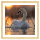 Majestic Swan Swimming At Sunrise Serene Water thumbnail