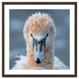 Majestic Swan Covered In Frost And Snow thumbnail