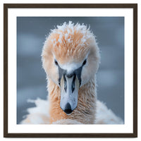 Majestic Swan Covered In Frost And Snow