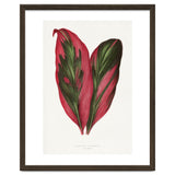 Alexander Francis Lydon & Benjamin Fawsett – Pink Dracaena Terminalis Leaf (1865) thumbnail