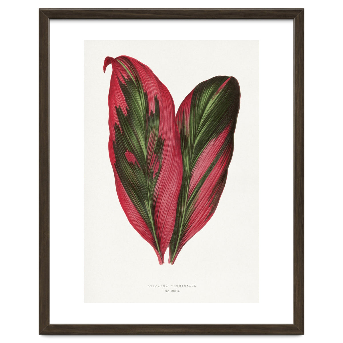 Alexander Francis Lydon & Benjamin Fawsett – Pink Dracaena Terminalis Leaf (1865)