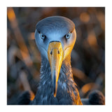 Great Blue Heron Closeup Dramatic Portrait (Print Only) thumbnail