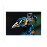 Close-up of a Peacock’s Head (Print Only)