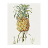 Pineapple (Hand Drawn Botanical Illustration) (Print Only) thumbnail