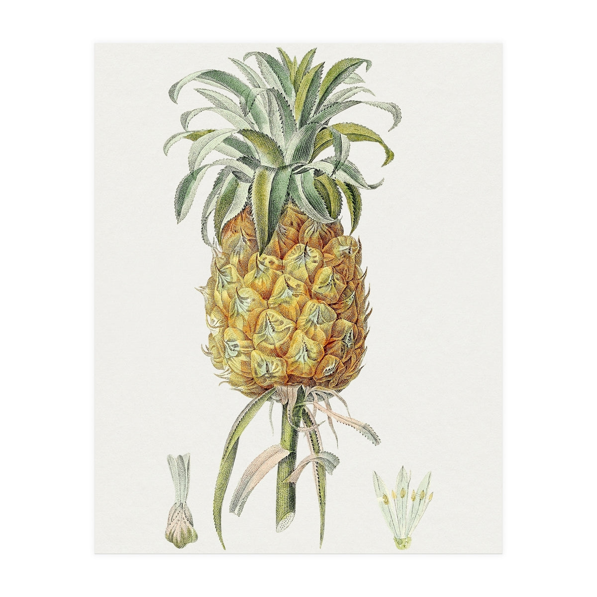 Pineapple (Hand Drawn Botanical Illustration) (Print Only)