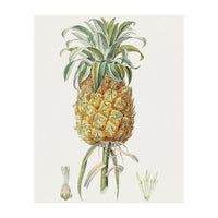 Pineapple (Hand Drawn Botanical Illustration) (Print Only)
