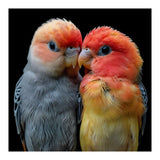 Two Lovebirds Nuzzle Together (Print Only) thumbnail
