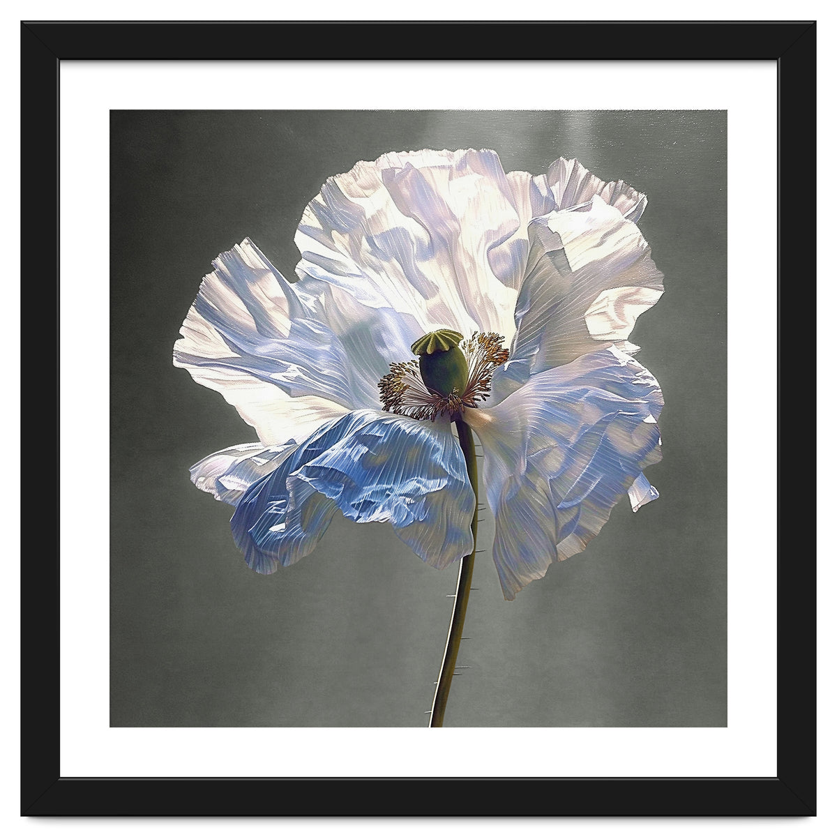 Shirley Poppy | Morning Silk