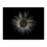 Backyard Flowers No 27 Color Version (Print Only) thumbnail