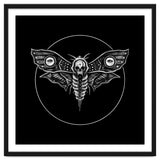 Deaths Head Moth thumbnail