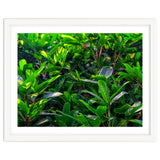 Green House Plant Leaves thumbnail