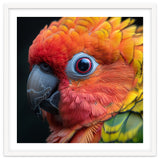 Close Up Sun Conure Parrot Eye Feathers thumbnail