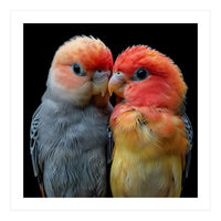 Two Lovebirds Nuzzle Together (Print Only)