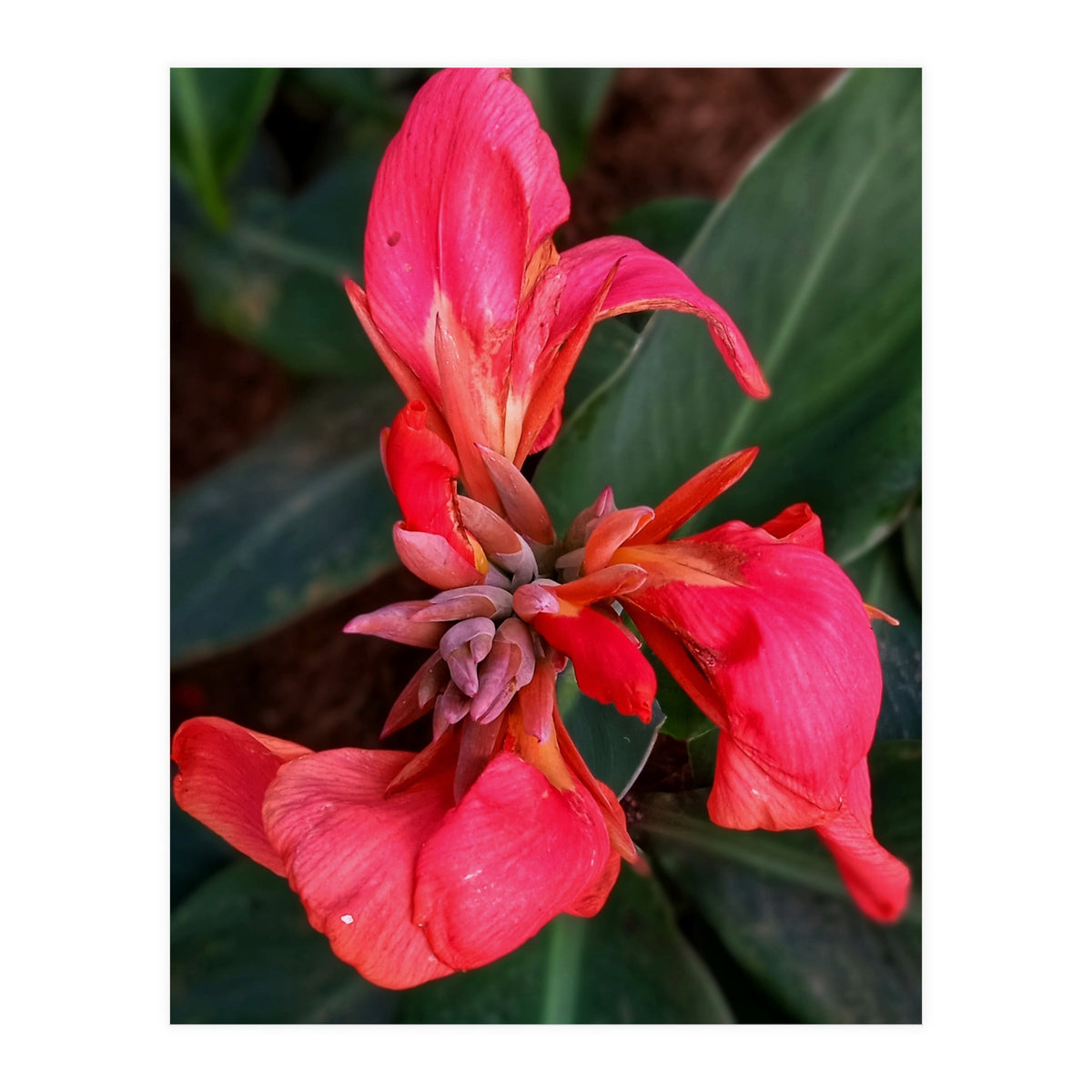 Red Indian Shot Flower (Print Only)