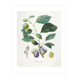 Henri-Louis Duhamel du Monceau – Prune Bifère (1808–1835) (Print Only) thumbnail