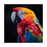 Scarlet Macaw Parrot Vibrant Plumage Close Up (Print Only) thumbnail