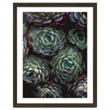 Succulent Plant Ii thumbnail