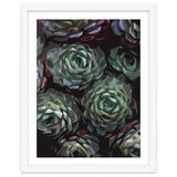 Succulent Plant Ii thumbnail
