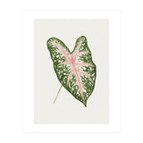 Caladium ‘Carolyn Whorton’ Leaf (Hand Drawn Illustration) (Print Only) thumbnail