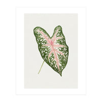 Caladium ‘Carolyn Whorton’ Leaf (Hand Drawn Illustration) (Print Only)