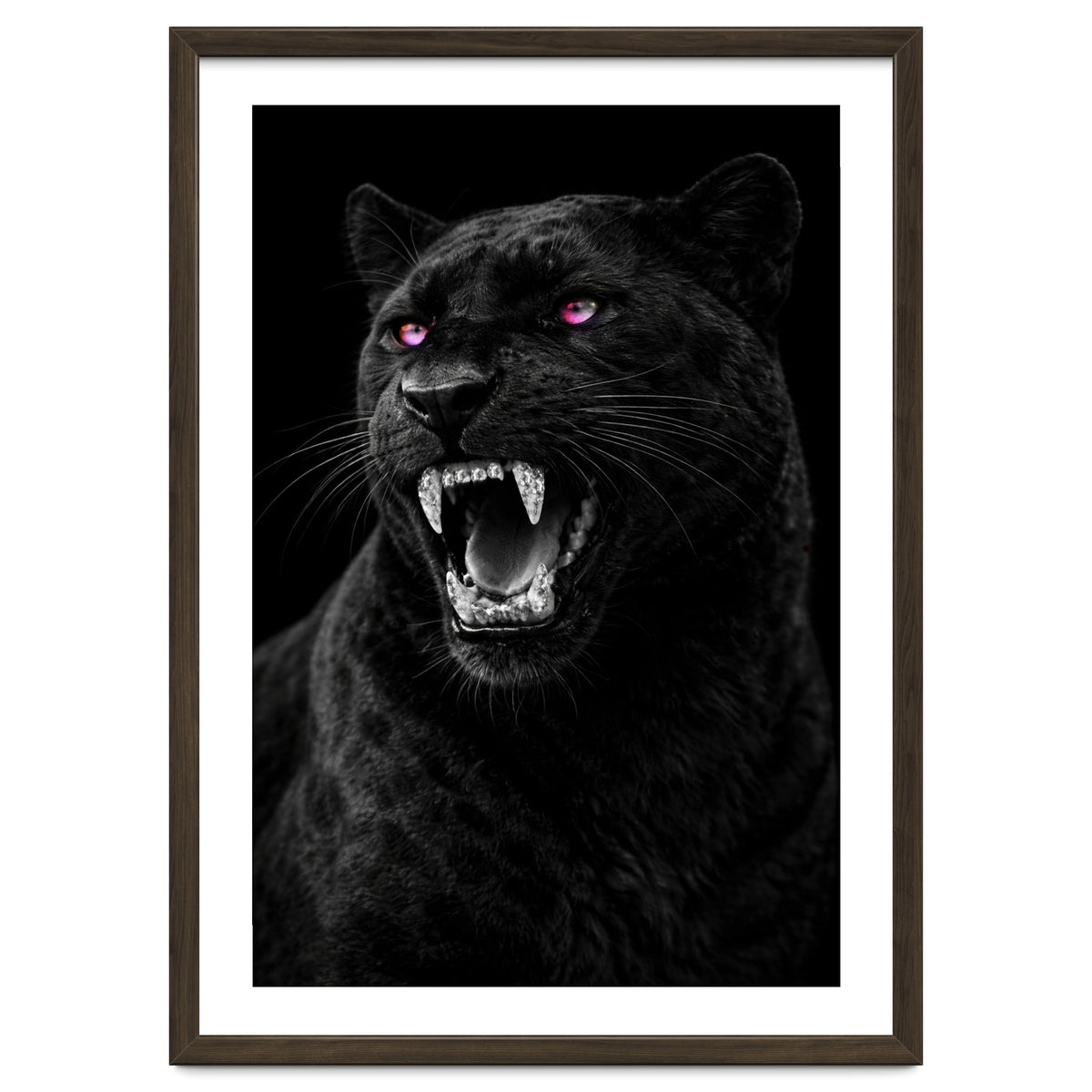 Black leopard with colorful eyes portrait