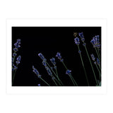 Honeybee and lavender (Print Only) thumbnail