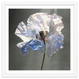 Shirley Poppy | Morning Silk thumbnail