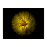 Backyard Flowers No 10 Color Version (Print Only) thumbnail