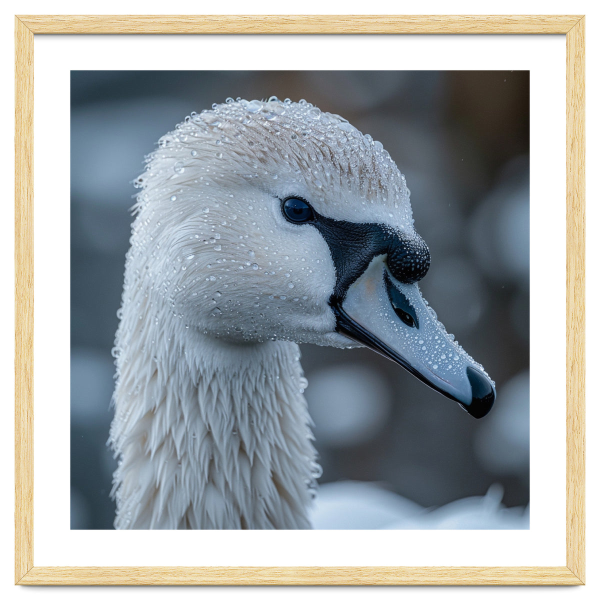 Close Up Of A Swan Head Covered In Water Droplets