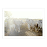 LIVING TOGETHER - WHITE COWS FAMILY (Print Only) thumbnail