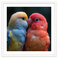Two Lovebirds Nuzzling Close Up Portrait