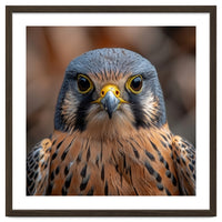 Close Up Kestrel Falcon Bird Portrait Majestic