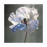 Shirley Poppy | Morning Silk (Print Only) thumbnail