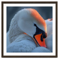 Close Up Of A White Swan With Water Droplets